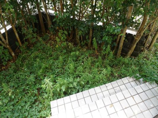 ﾊﾞﾙｺﾆｰ(ﾃﾗｽ)